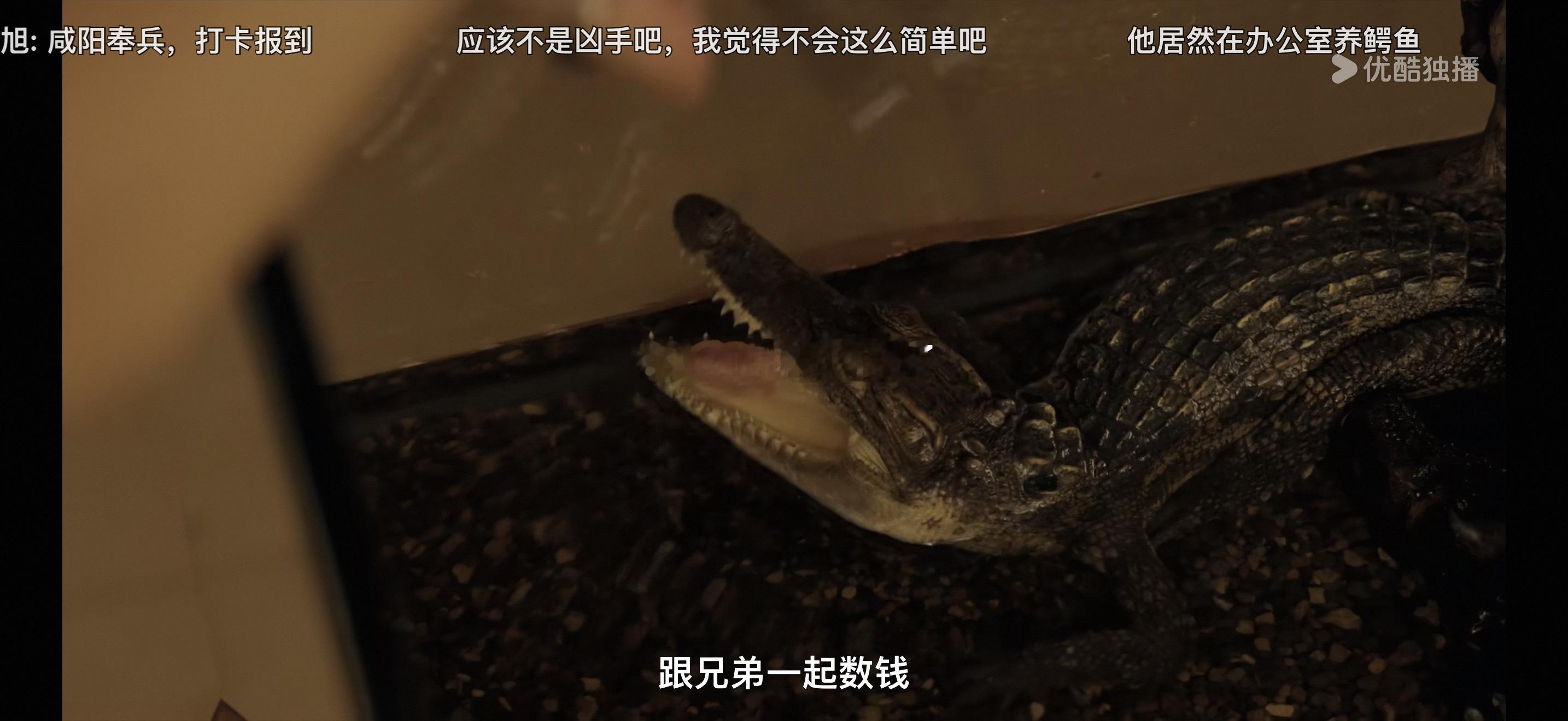 黑夜告白放高利贷的老板家里养了条鳄鱼啊，哈哈哈哈 