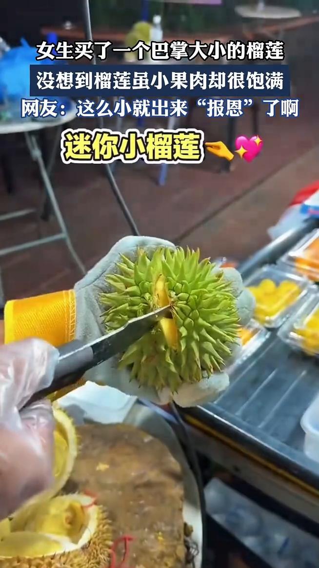 女生买了一个巴掌大小的榴莲，没想到榴莲虽小果肉却很饱满。网友：这么小就出来"报恩