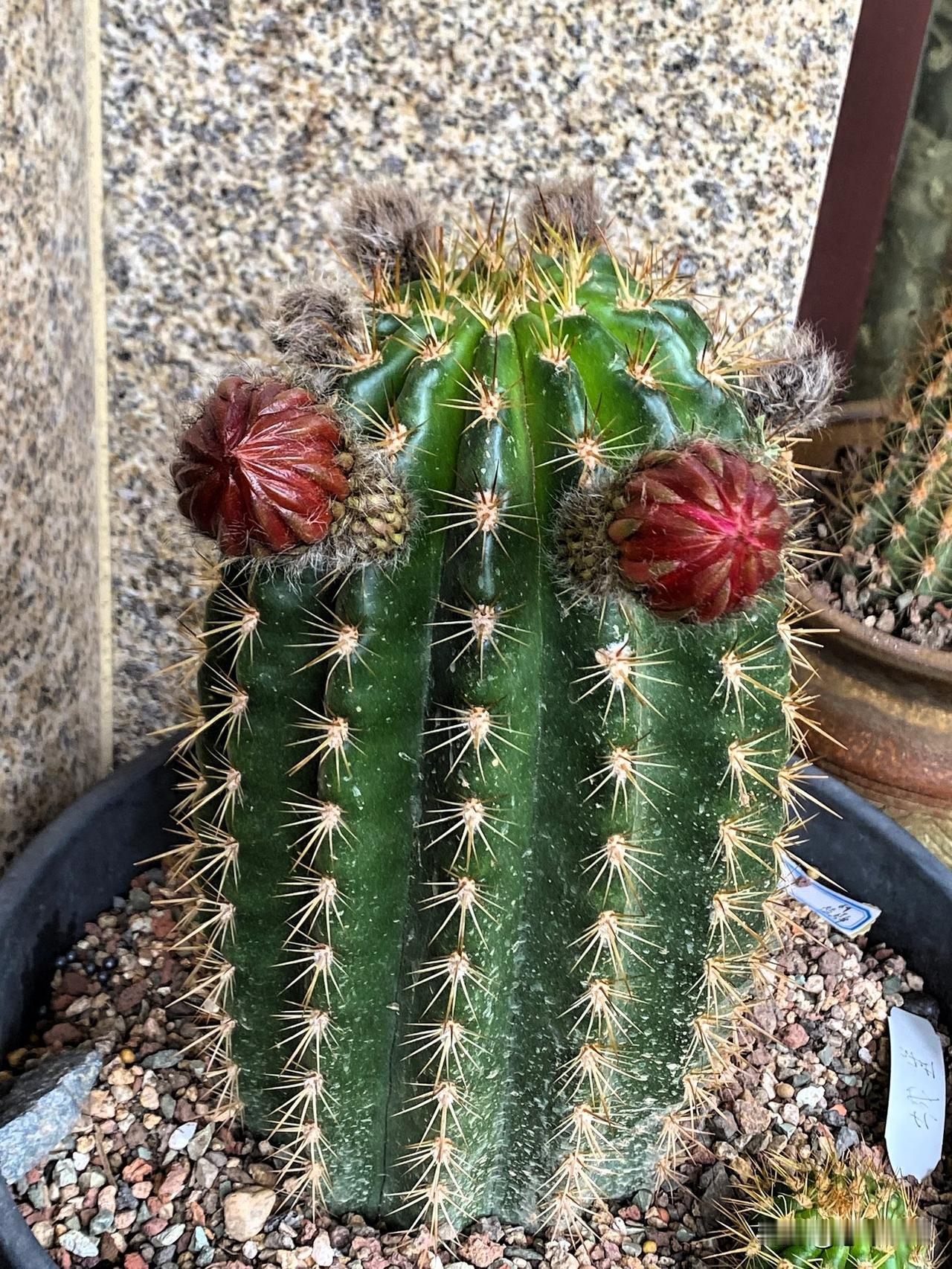 春日生活打卡季毛花柱城堡仙人球有花苞了，2朵花一起开吧，真的太让人期待了。
