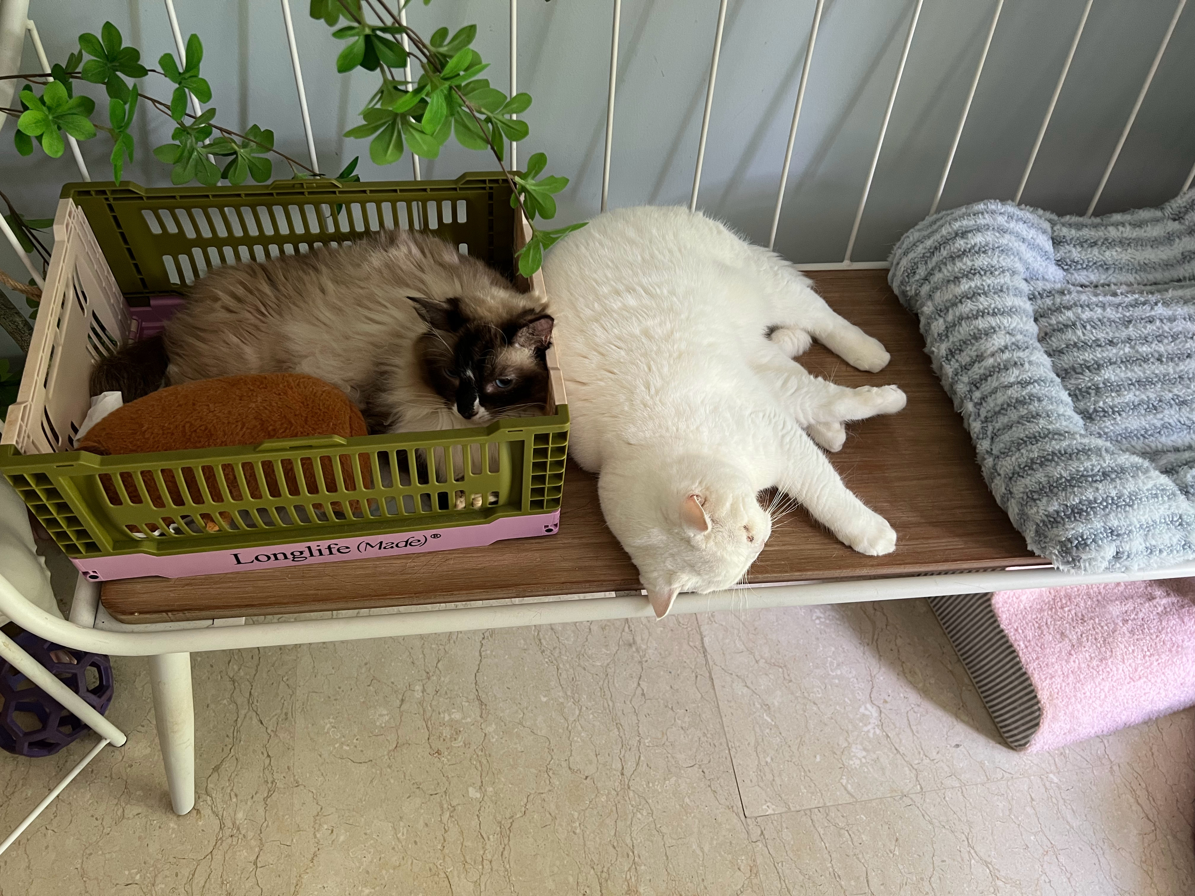 天闷得人都蔫了，家里小猫集体开启午睡模式