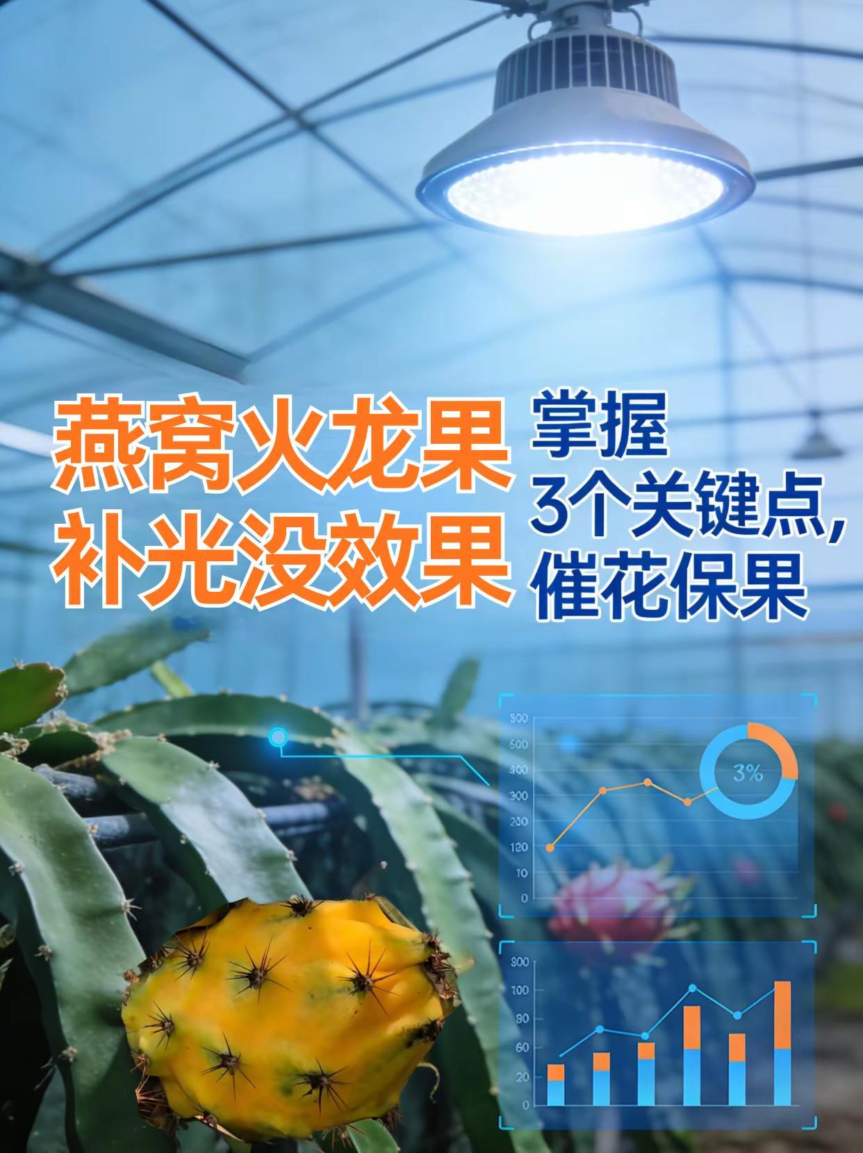 燕窝火龙果补光没效果，掌握这3个关键点！。燕窝果种植 火龙果种植 补光