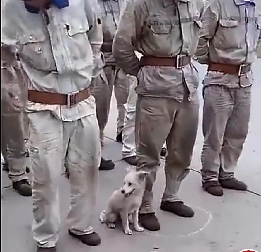 狗🐶领导，像模像样的。