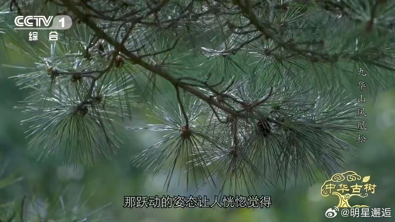 风一吹千年古松秒变展翅凤凰约1400岁古松树像一只大凤凰 最绝的不是它长得像凤凰