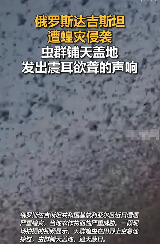 “这能吃多少顿？”俄罗斯达吉斯坦，一群蝗虫愣是整出了轰炸机过境的动静，刷刷声比拖