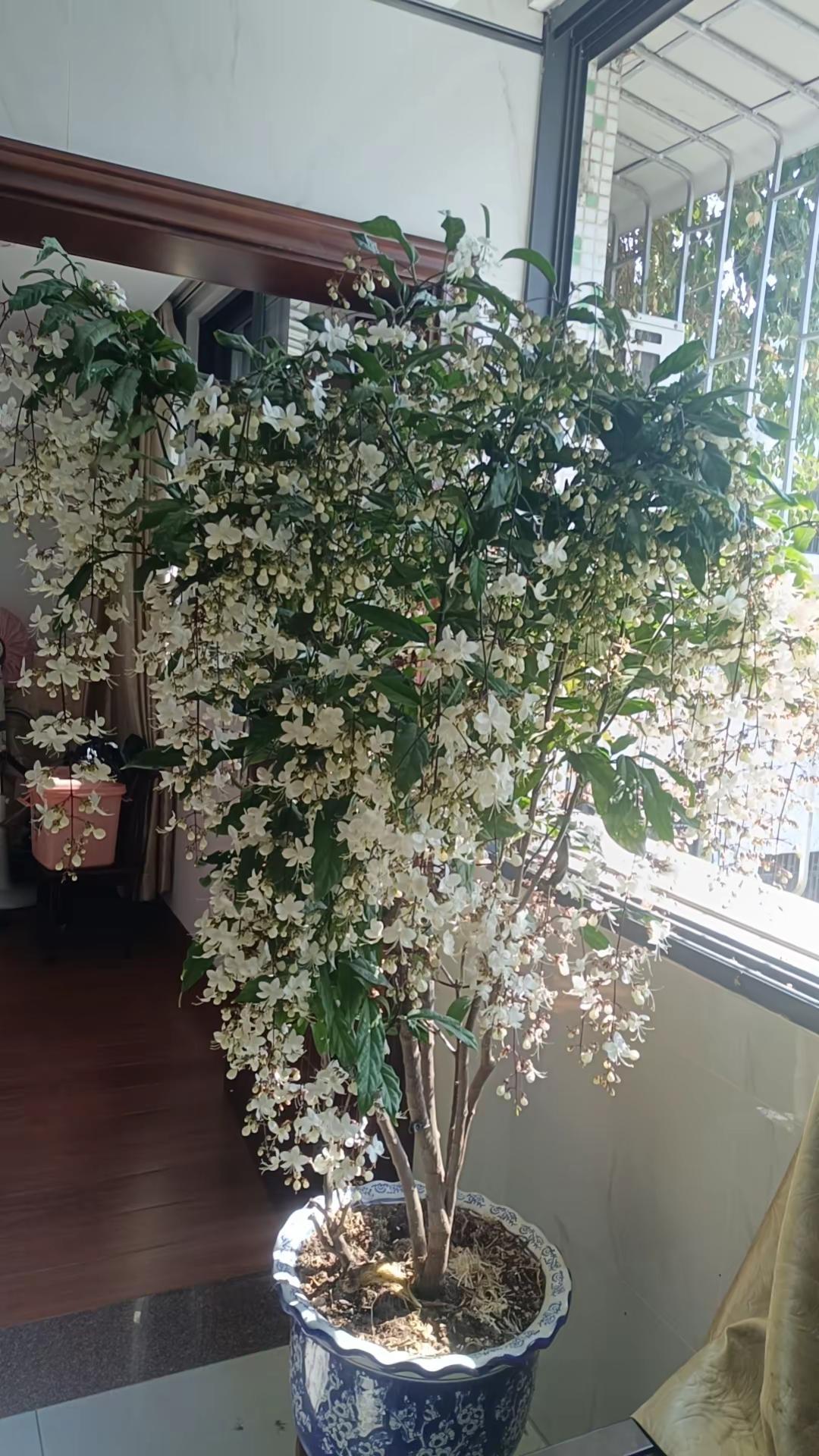 这里我喜欢跳的，探戈舞曲