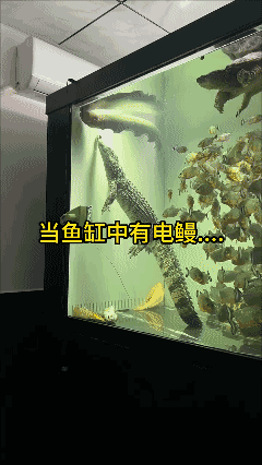 当鱼缸里有电鳗……[泣不成声]