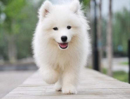 养狗的人为什么越来越多了？
    或许，这个问题的答案藏在每一颗渴望被陪伴的心