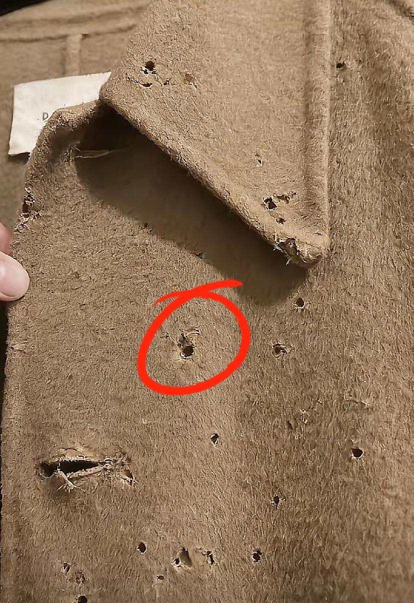 舍不得清洗的大衣，
最后竟成了虫子的“安乐窝”？

总觉得不洗能保住质感，结果换