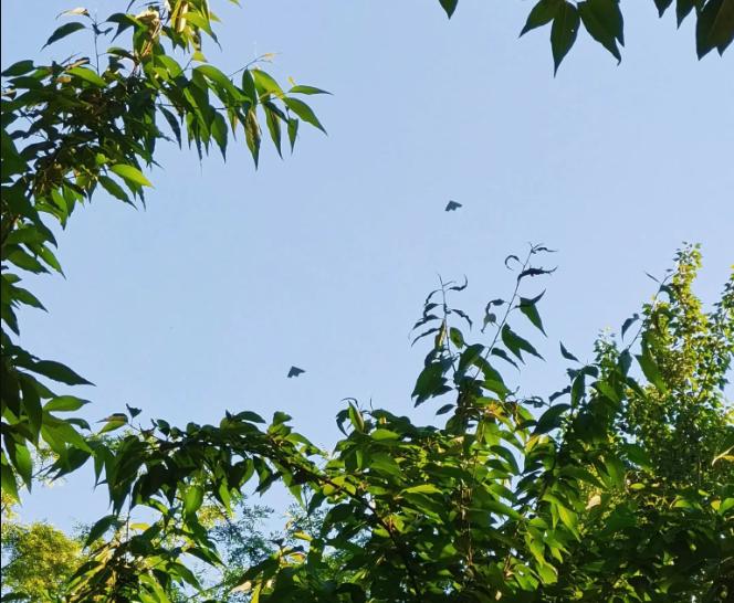 歼-36最新试飞画面曝光，带2架隐身无人僚机，验证实战配置
这事一出，国内外军事
