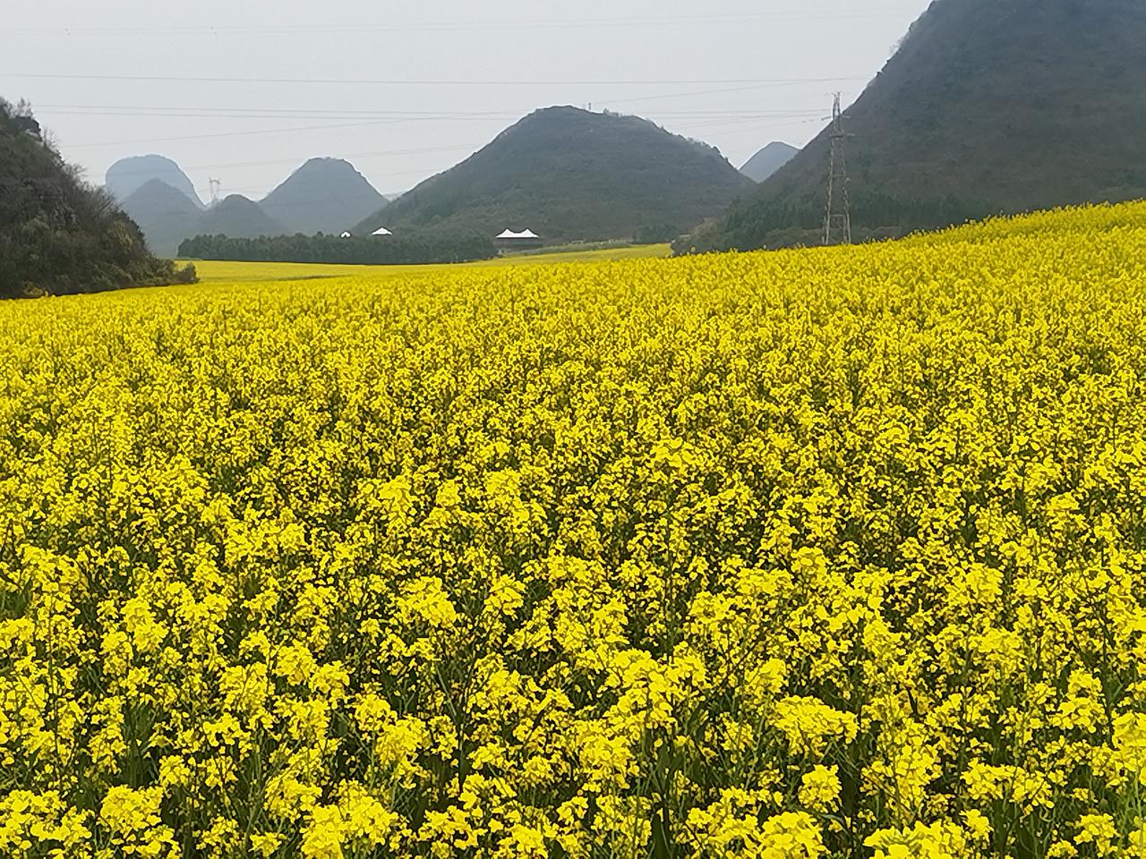 罗平油菜花留念