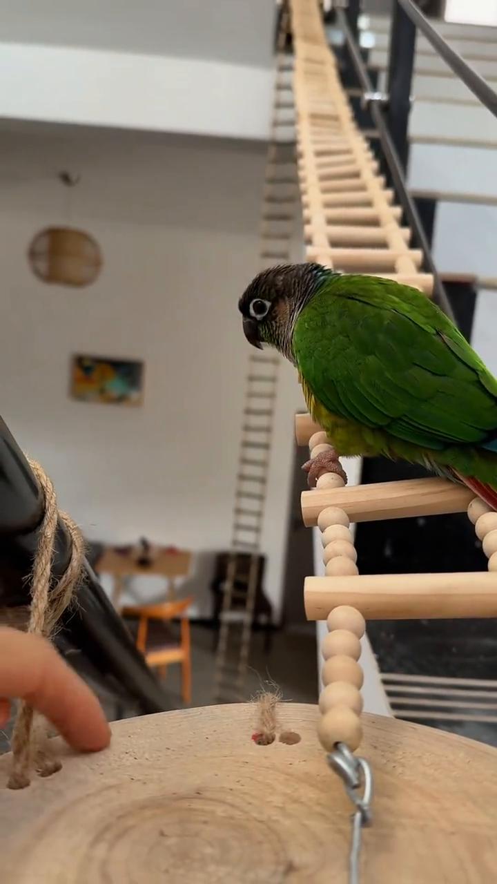 起床啦。快点，走了。这儿小琪，这是小车。小车。小车。这没猪了。