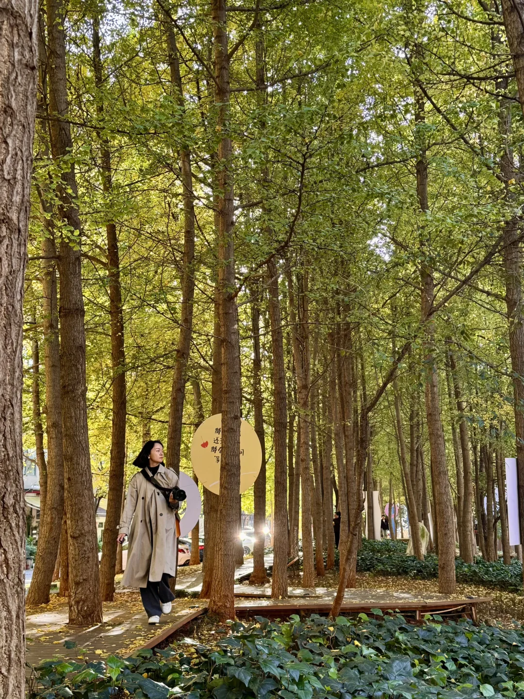 11.12实拍📷昆明市区银杏就可以美翻