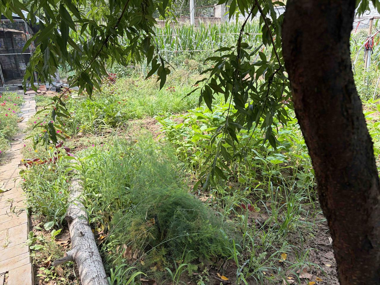 今天是大暑第一天。
    看着网友种的青菜都已经发芽了，我也赶紧到菜地里把青菜
