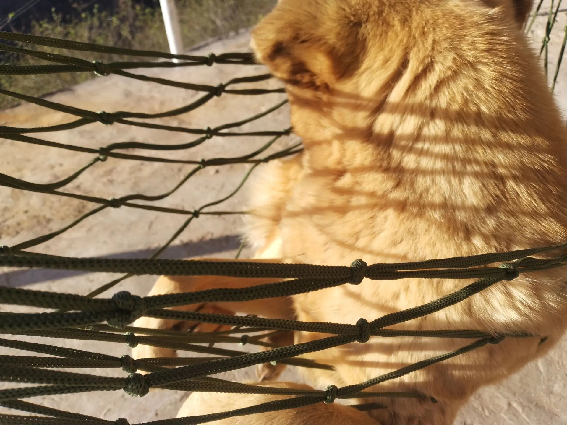 我有阿猫阿狗阿