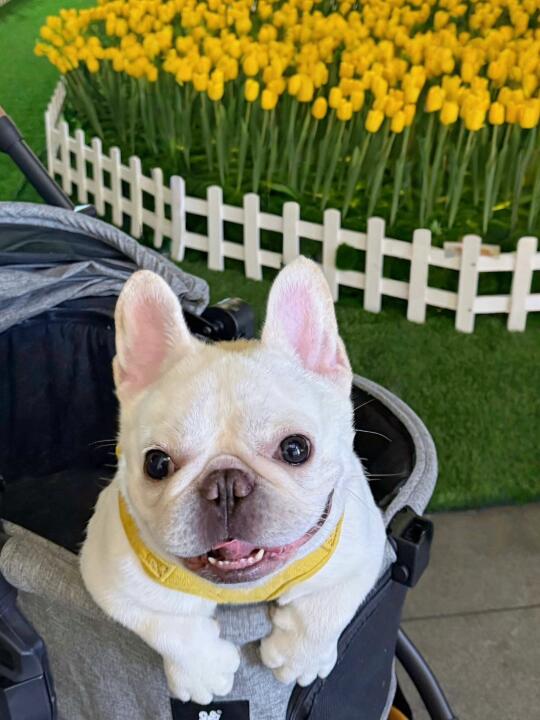 今日份的快乐，是郁金香给的