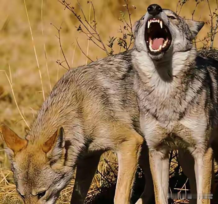 零下30度雪夜，五只饿狼竟用身体筑起“生命墙”，谁说狼没有人性

这是一场狼和人