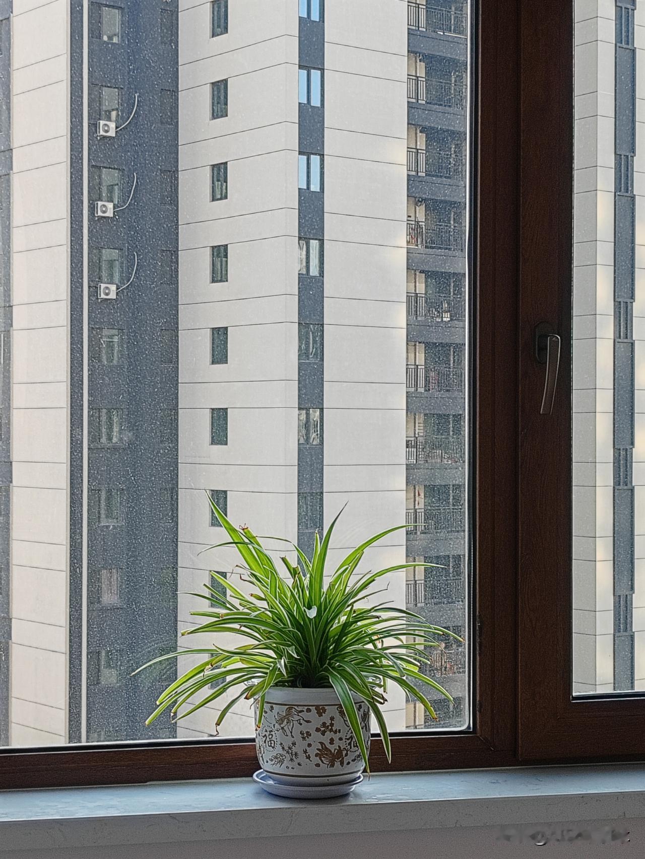 家人们谁懂啊！

飘窗上养了三年的吊兰，愣是在钢筋水泥森林里活成了显眼包🌿
