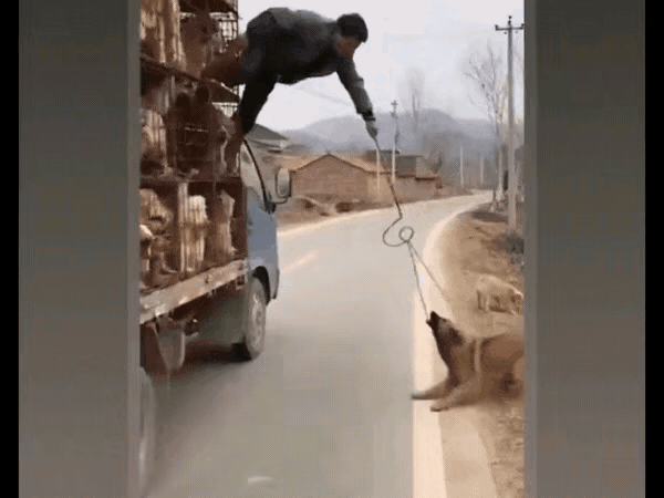 善恶终有报，天道有轮回，这个偷狗的人终于得到回报！

大家看视频，这个偷狗的男子