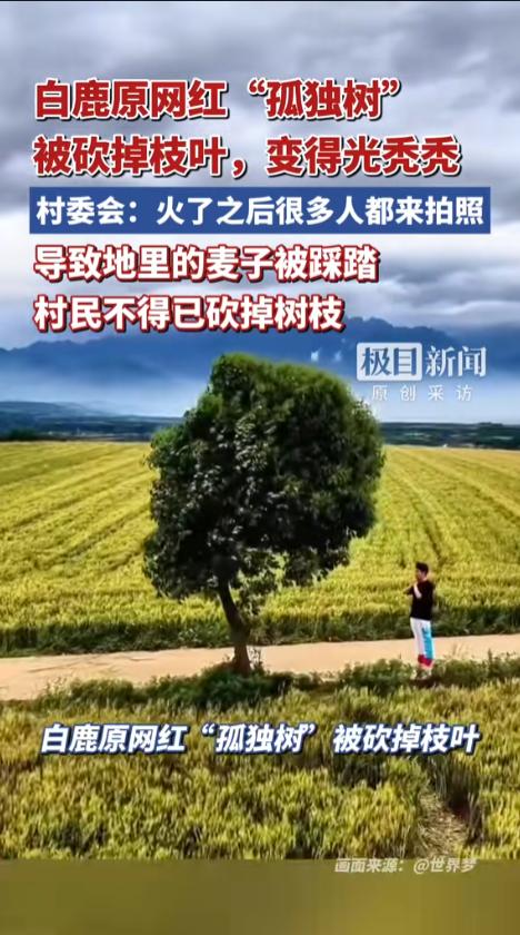 “人怕出名猪怕壮！”5月27日报道，陕西，不久前爆火的网红“孤独树”迎来了谢幕，