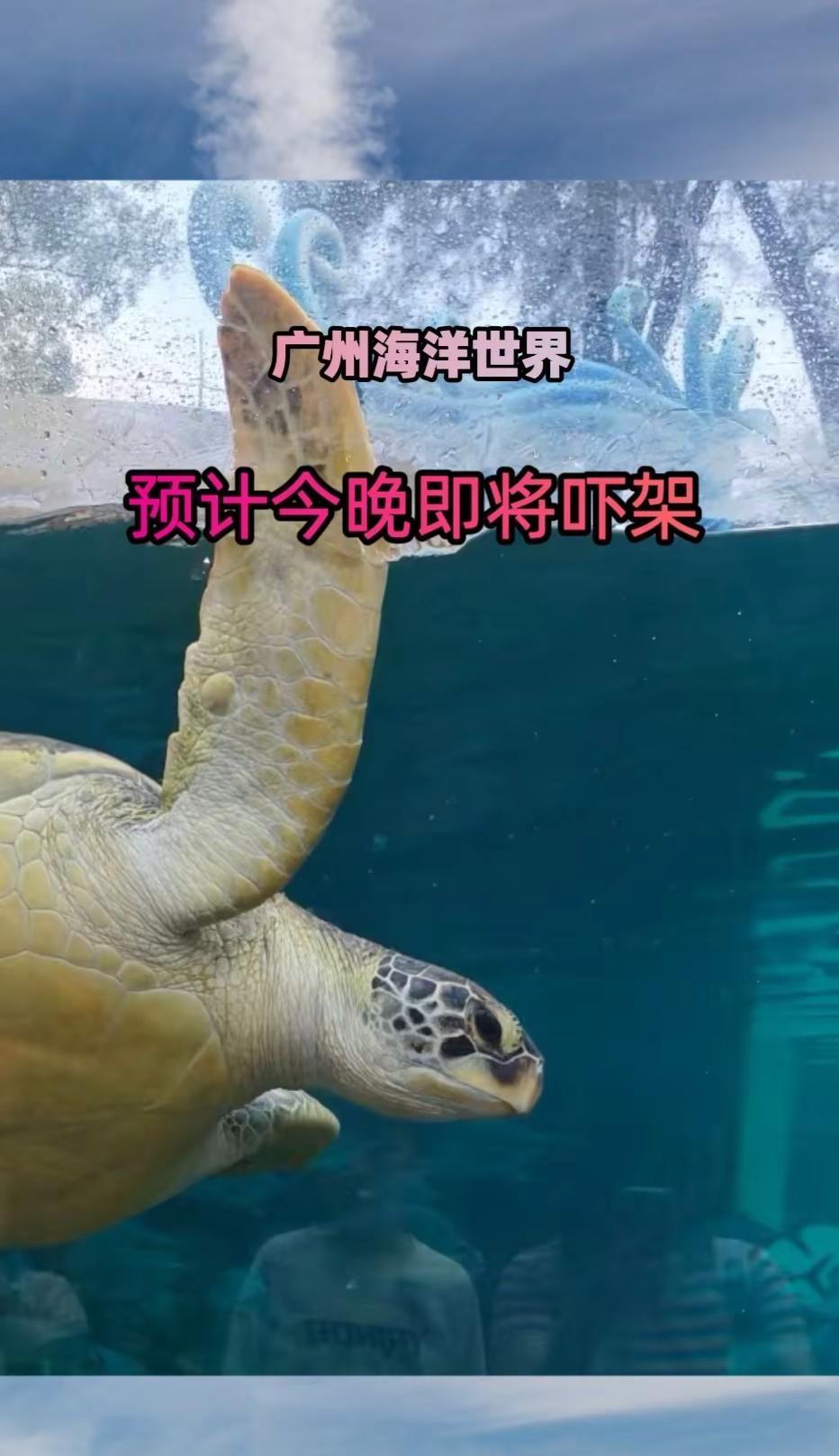 广州海洋世界 海洋公园 海洋馆打卡 海底世界 海洋王国