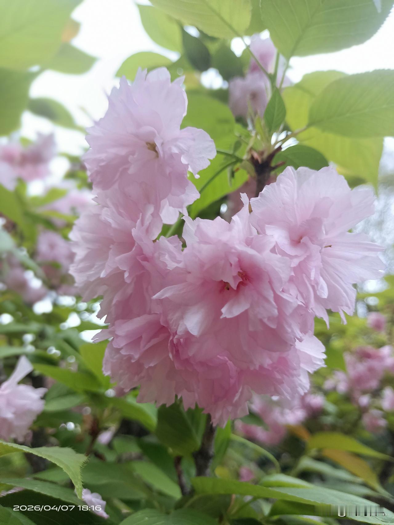 粉樱漫绽如云霞，春风拂枝落雪芳华！