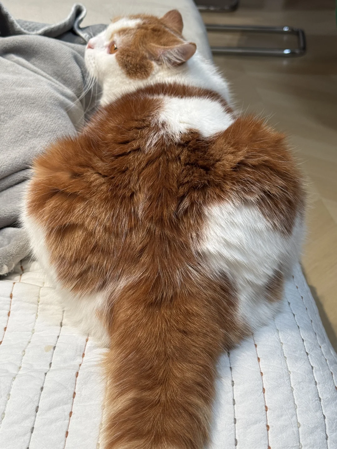 爱心屁屁耶