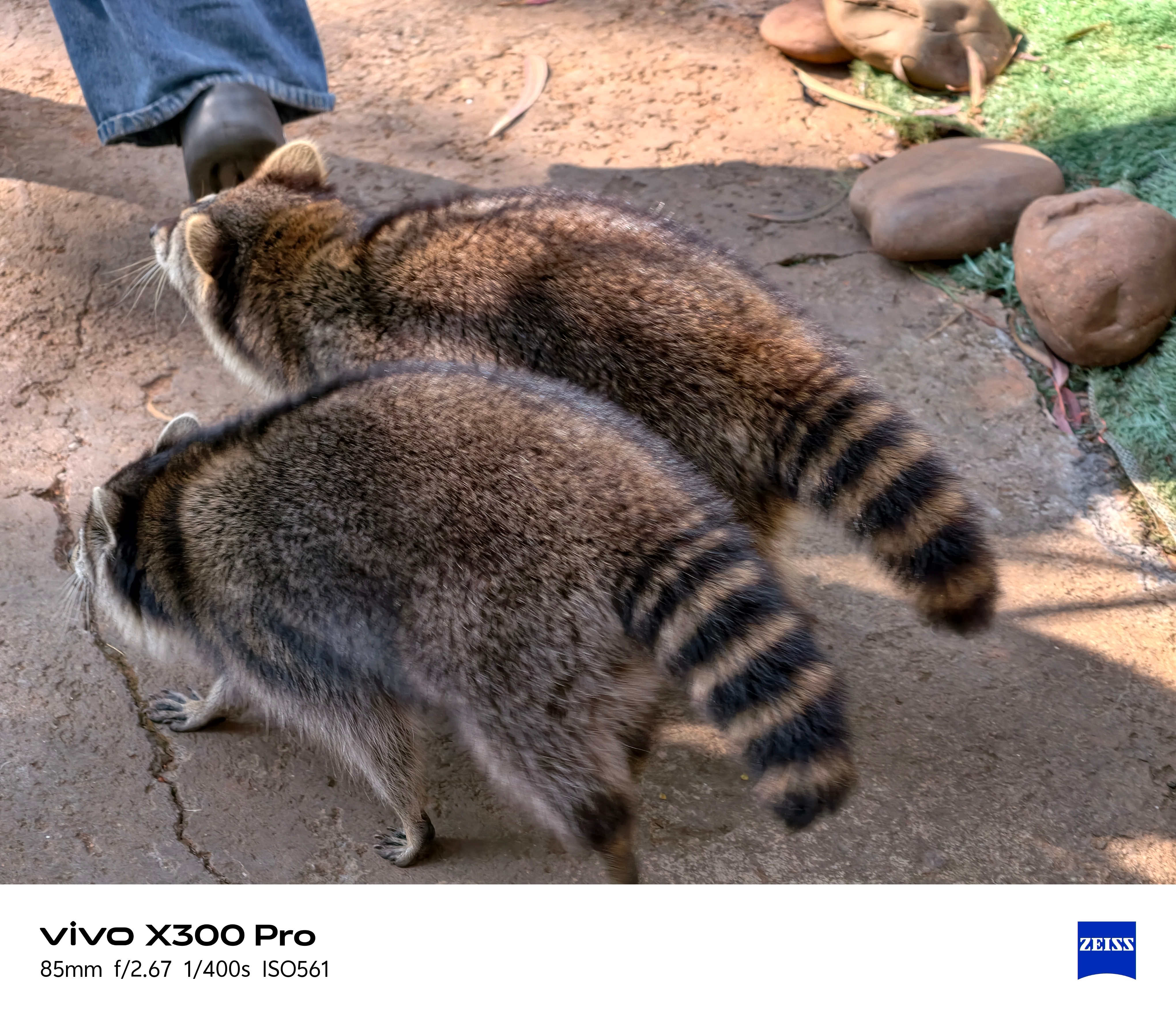 云南野生动物园太野生了离动物都好近 昆明·云南野生动物园