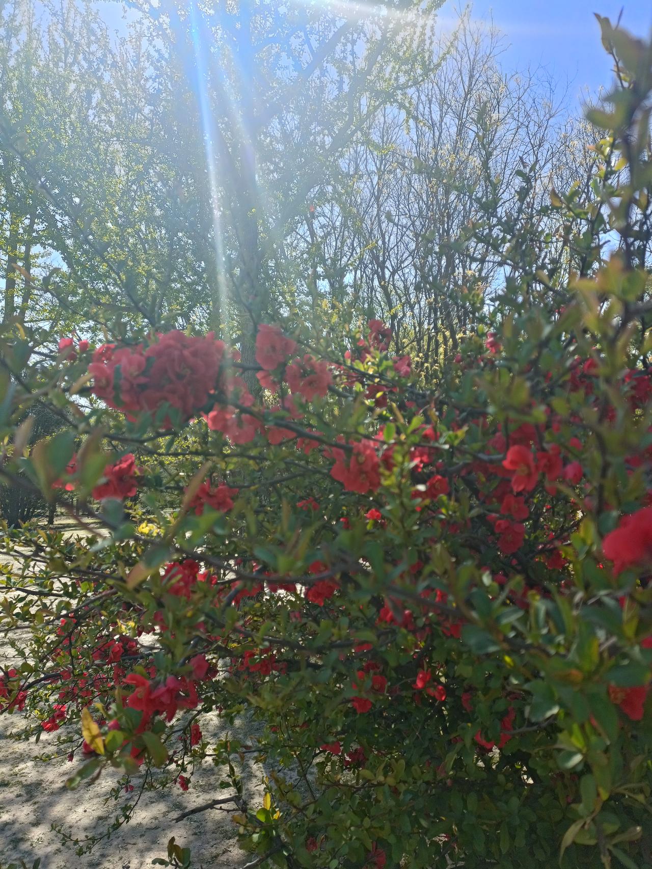 晒图笔记大赛红的花朵鲜艳无比