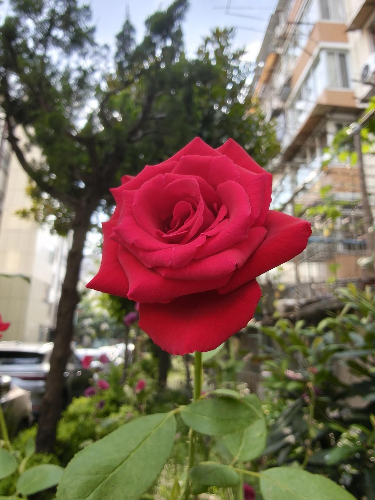 住在一楼就是好👌🏻
还自带小花园~🌸
每年暑期必看的追光动画的🎦
今天终