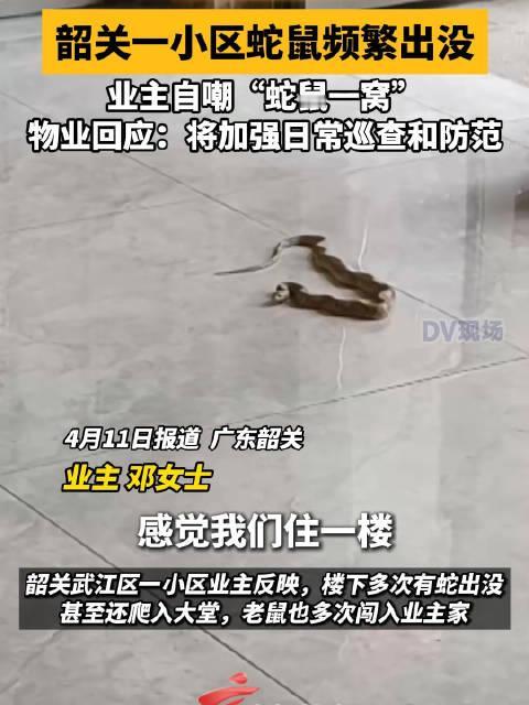 太吓人了！韶关一小区蛇鼠横行，业主自嘲“蛇鼠一窝” 广东韶关一小区最近被曝蛇鼠泛