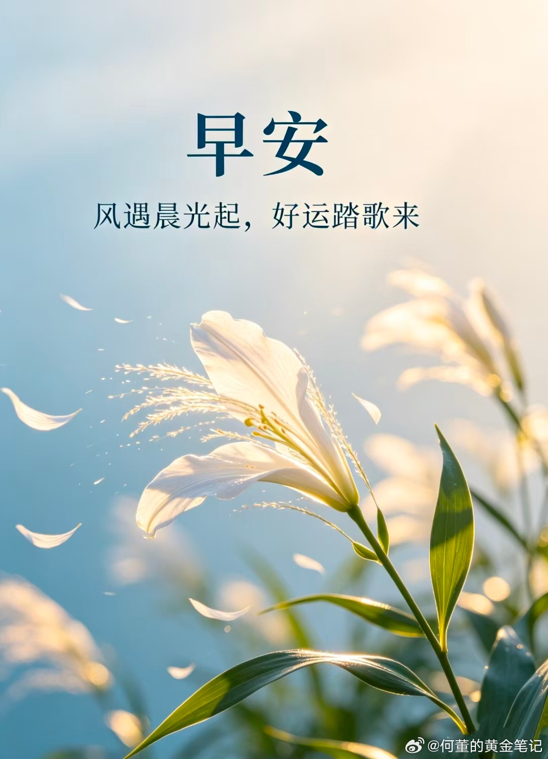 风遇晨光起，好运踏歌来，早上好！ 