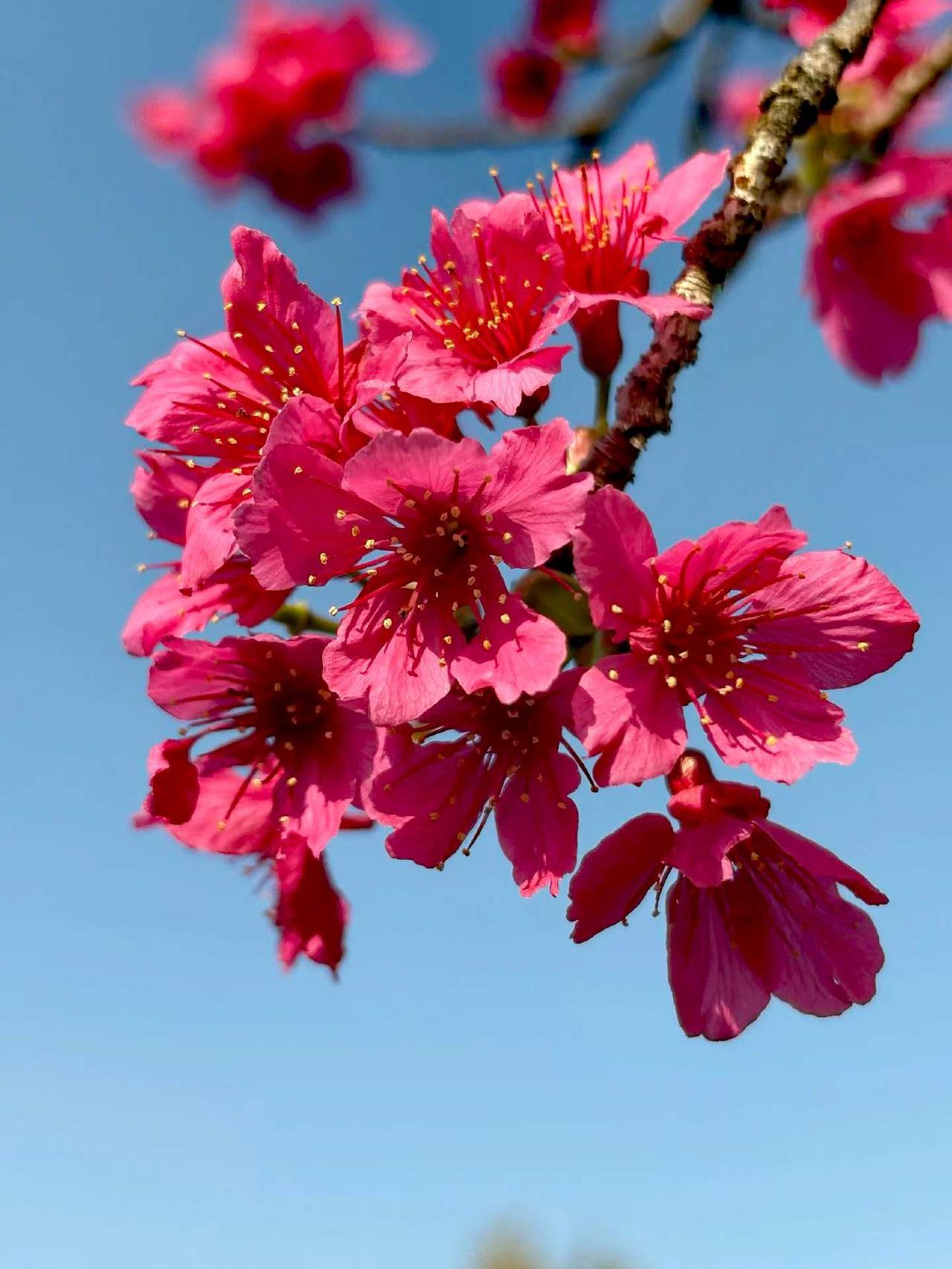 武汉“花讯”——樱花已进入盛花期…。欢迎来武汉！