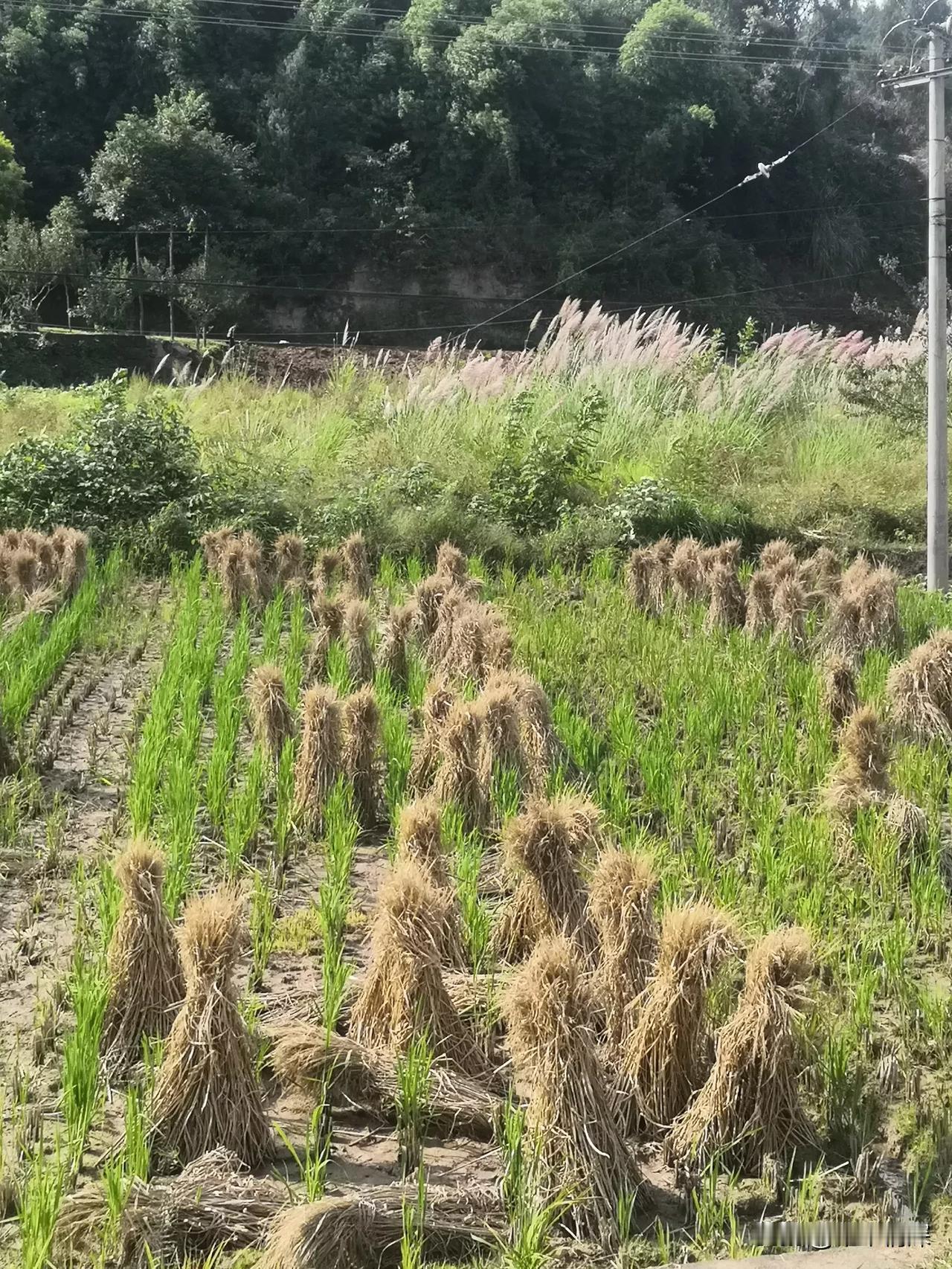 现在的收割机都把水稻的稻草已经碾压细了，难得看见这样的水稻草捆绑好的场面，农村的