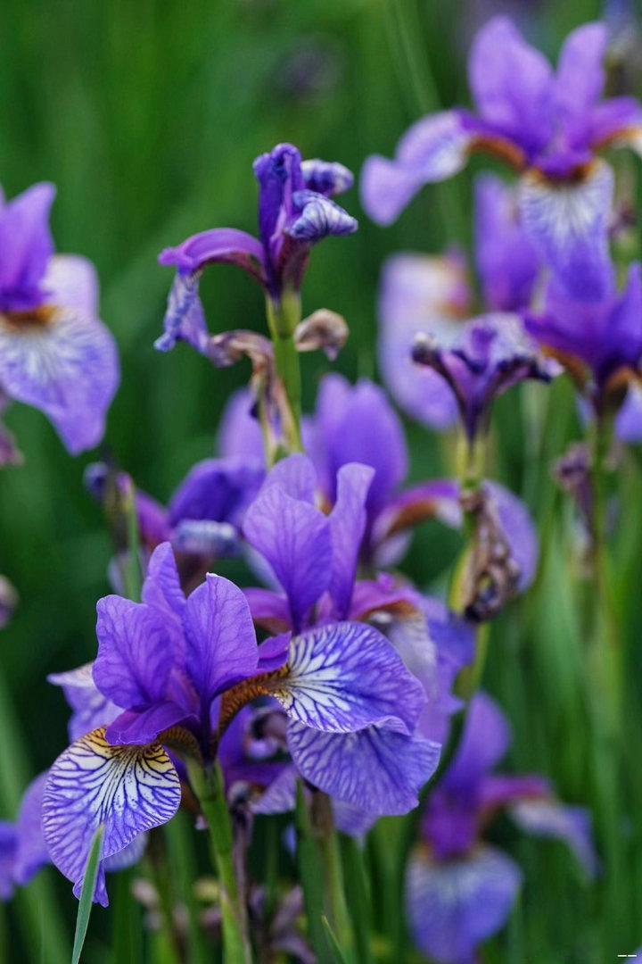 ‎种植 溪荪（Iris sanguinea）是耐寒喜湿的鸢尾科多年生草本，浙江地