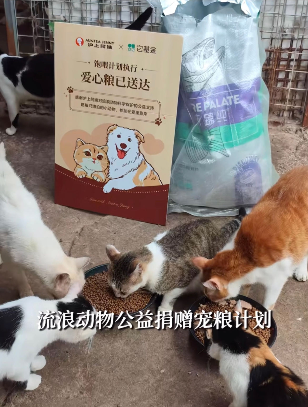 zan也做公益了 陈哲远的小狗都有商务了