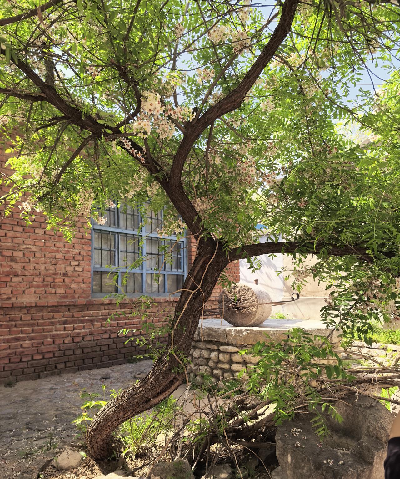 今天，在太河镇柏树村欣赏到了一棵文冠树，甚喜！
文冠树是我国北方珍稀树种，其果实