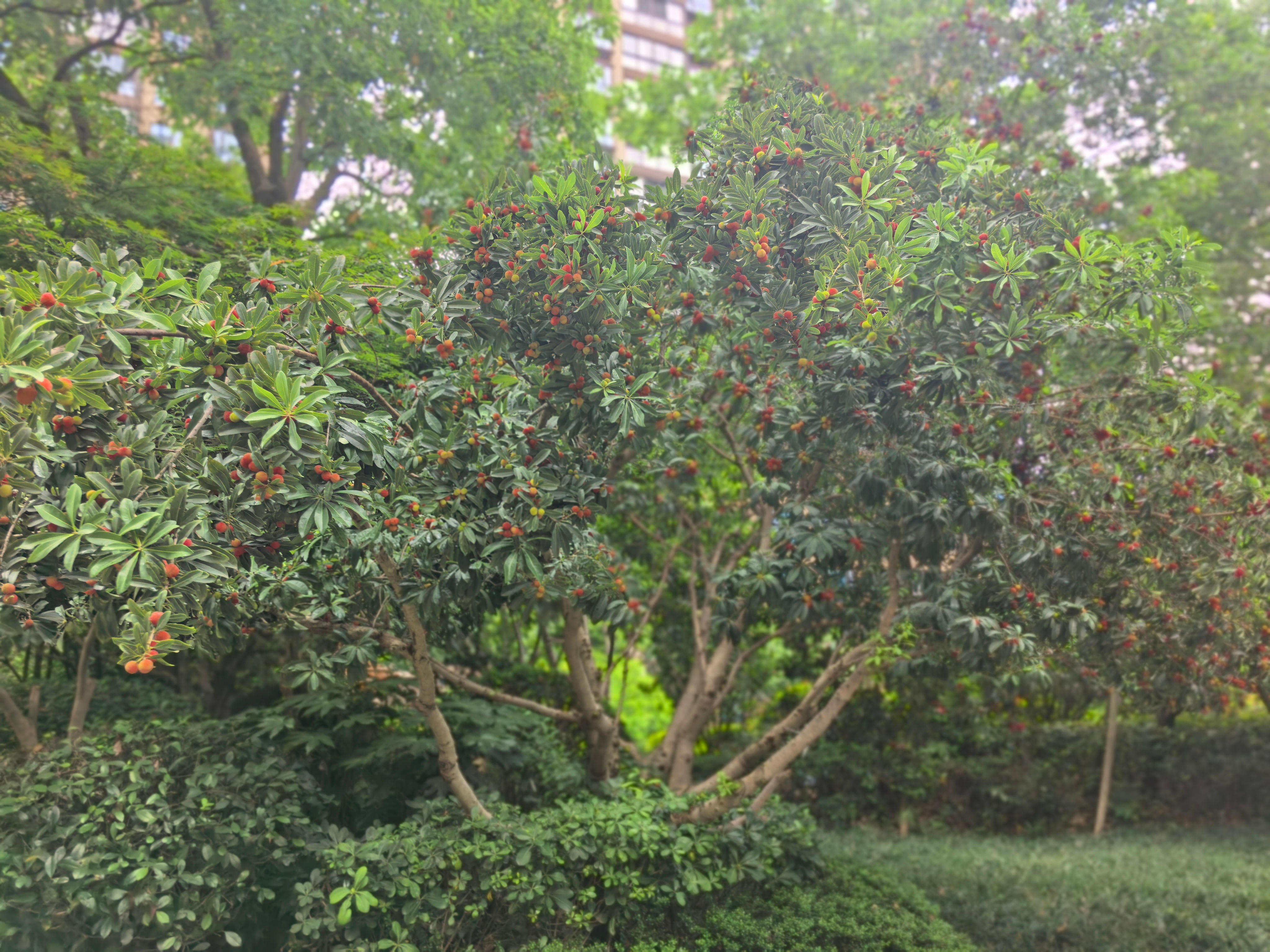和你们不懂宁波豹纹碱水粽的人说不清…… 