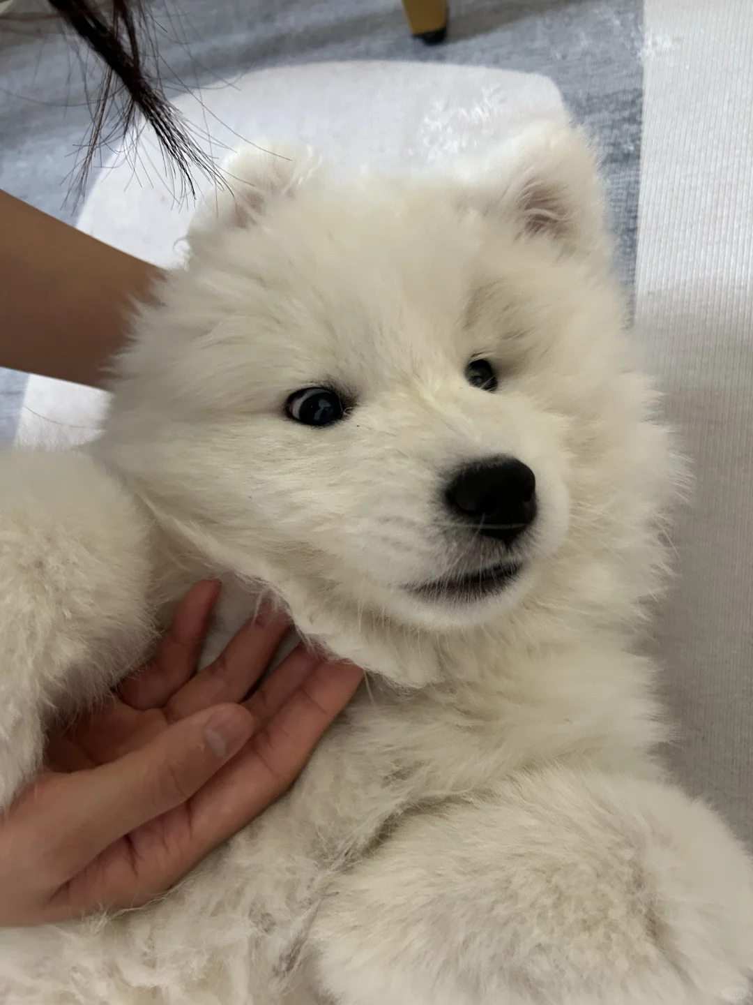 家人们！捡了只狗！