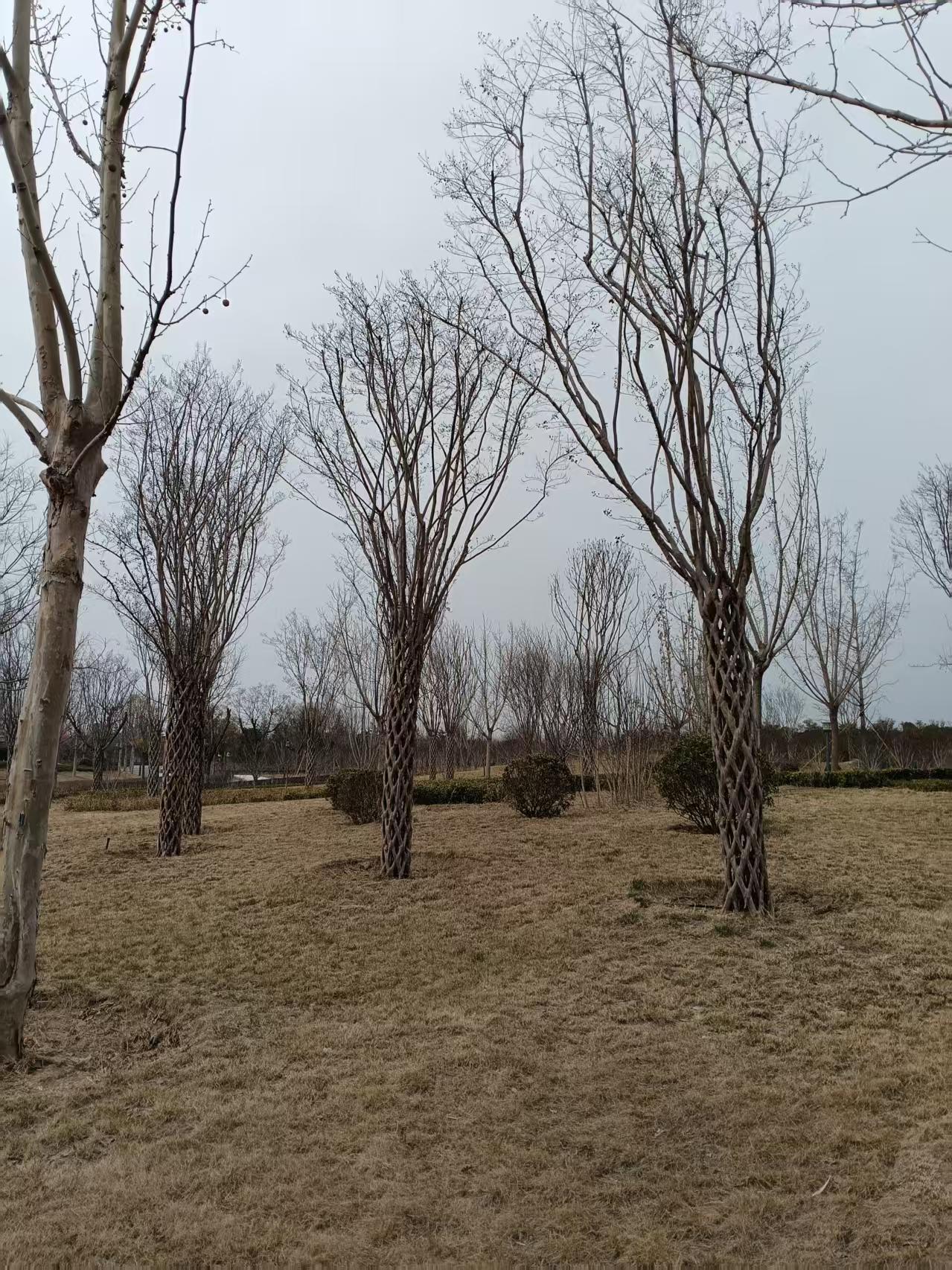 分享一张最近随手拍的照片