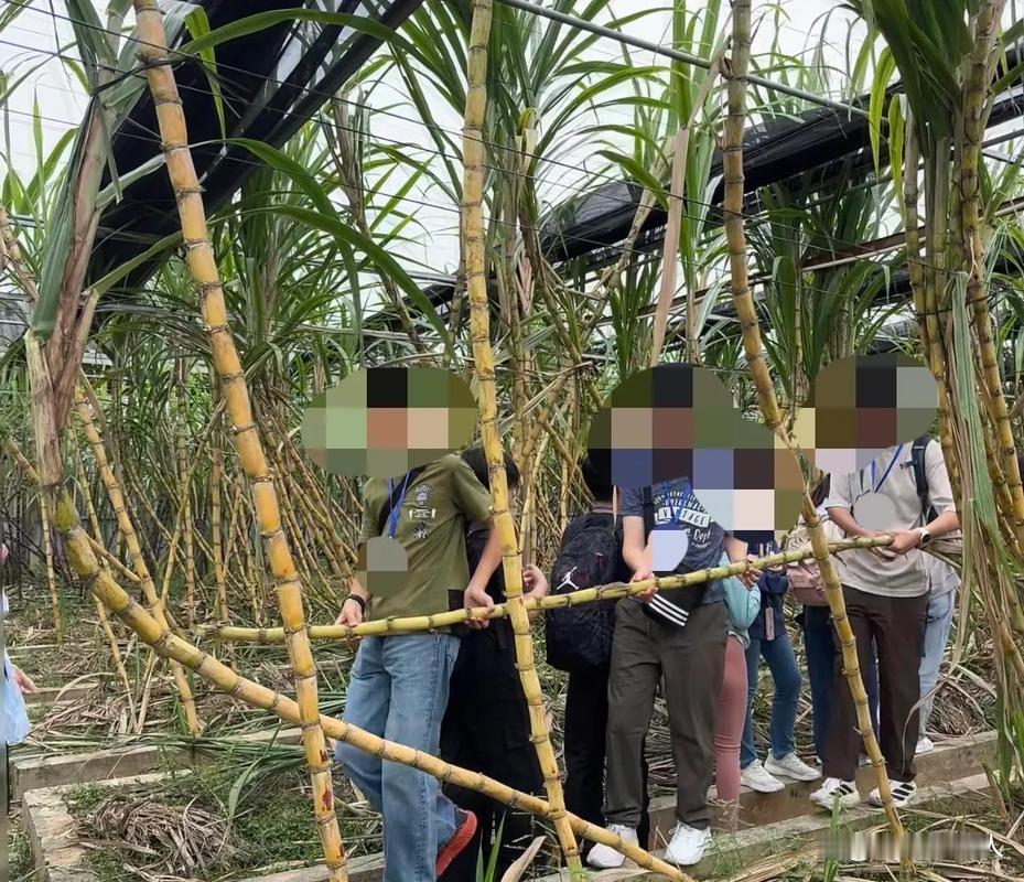 9.9元"偷甘蔗"爆火：成年人的快乐，原来这么便宜又纯粹
 
据说很多人本是去"