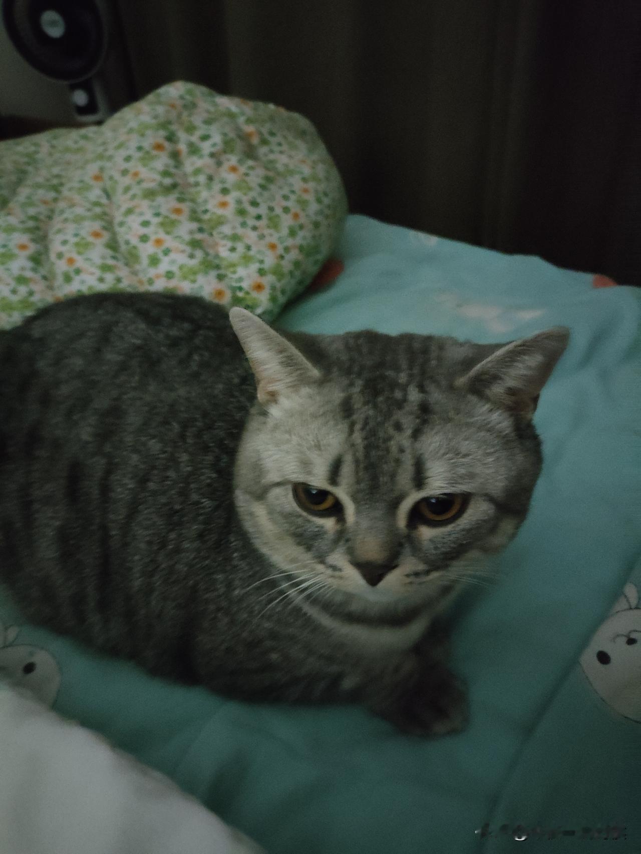 你就说，乖不乖？
这就是孤独男人的幸福，没有女人，至少我还有一只小公猫！