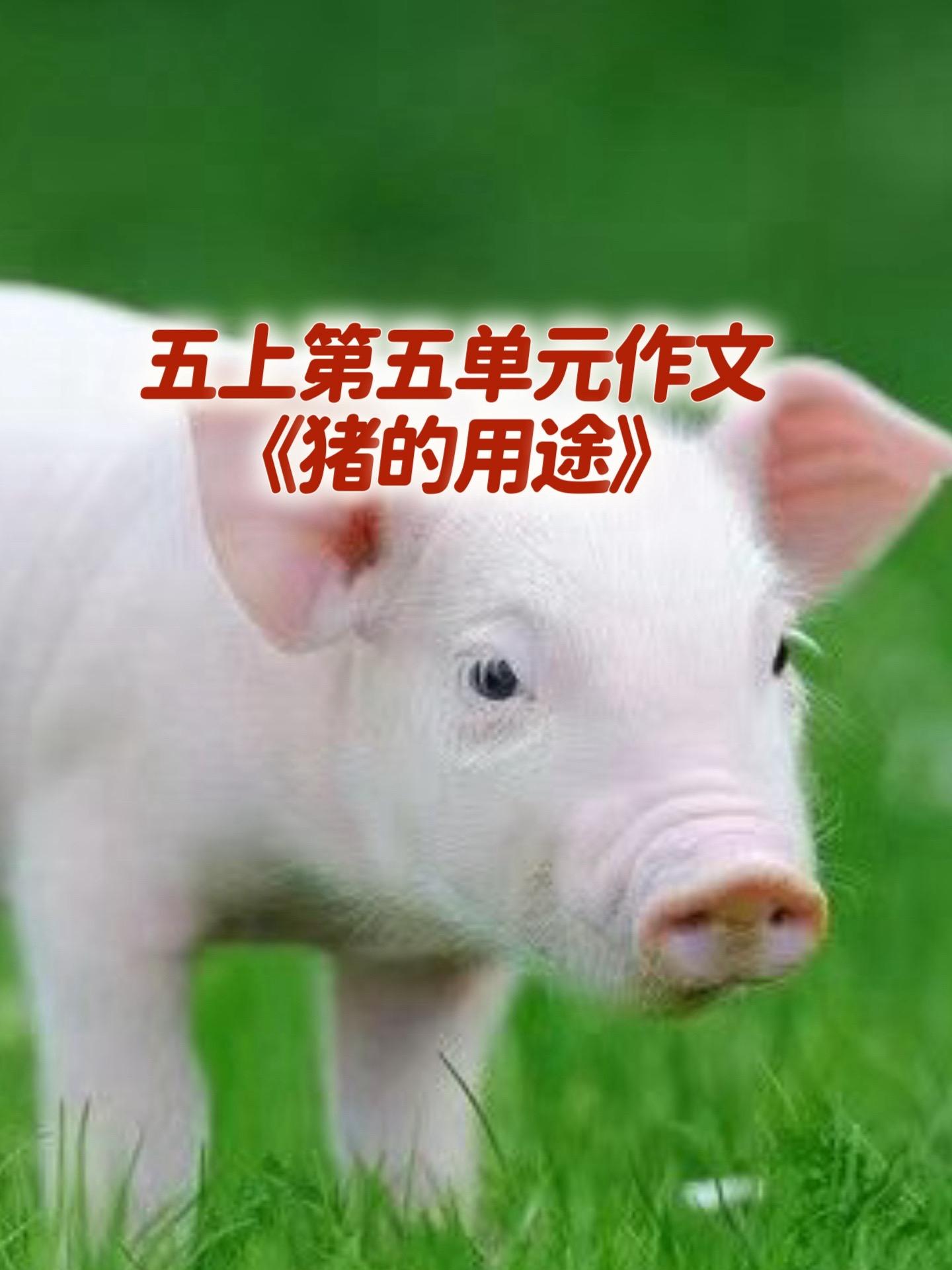 五上第五单元习作《介绍一种事物》宝妈们，小学五年级上册第五单元作文《猪...