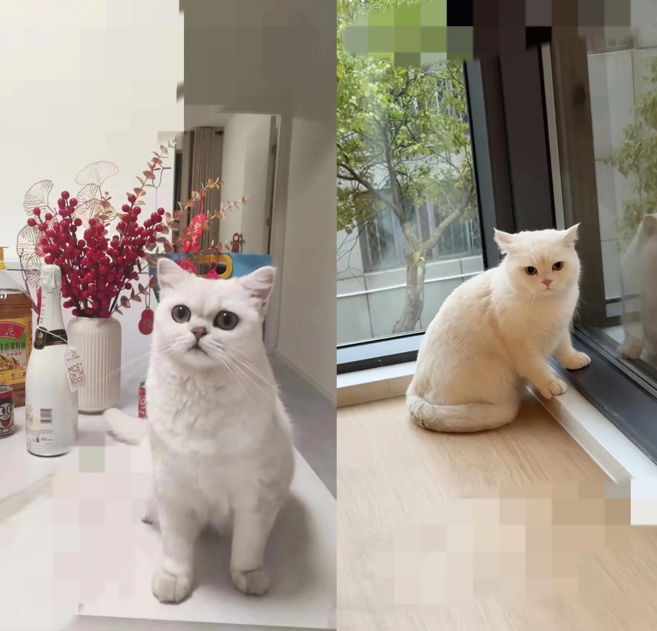 谁能想到关个窗户还捡回只猫？
         昨儿给儿子新房通风，哪料这小机灵