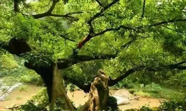 春来嫩叶出，
含笑妖枝舞。
遮天避荫地，
秋冬更胜初。


图片来自网络