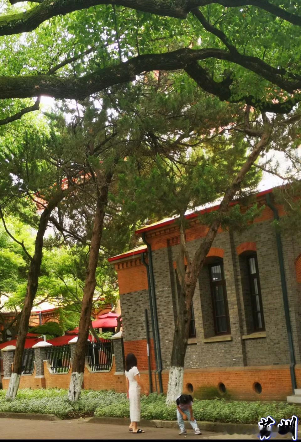 【清凉一夏】
寻荫漫步绿道间
古木横枝覆瓦墙
蝉鸣叶隙风过处
清凉一夏可人天
夏