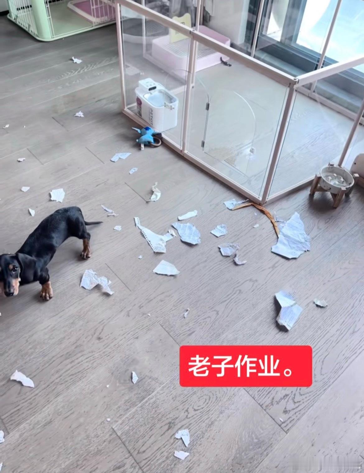 作业被狗咬了开学搭子已就位 ​​​