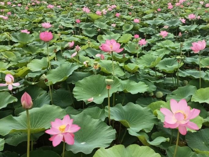 去年盛夏，还能悠然赴荷塘赏一池清荷；今年夏日，这几日守在孙儿身旁，圆满了期盼许久