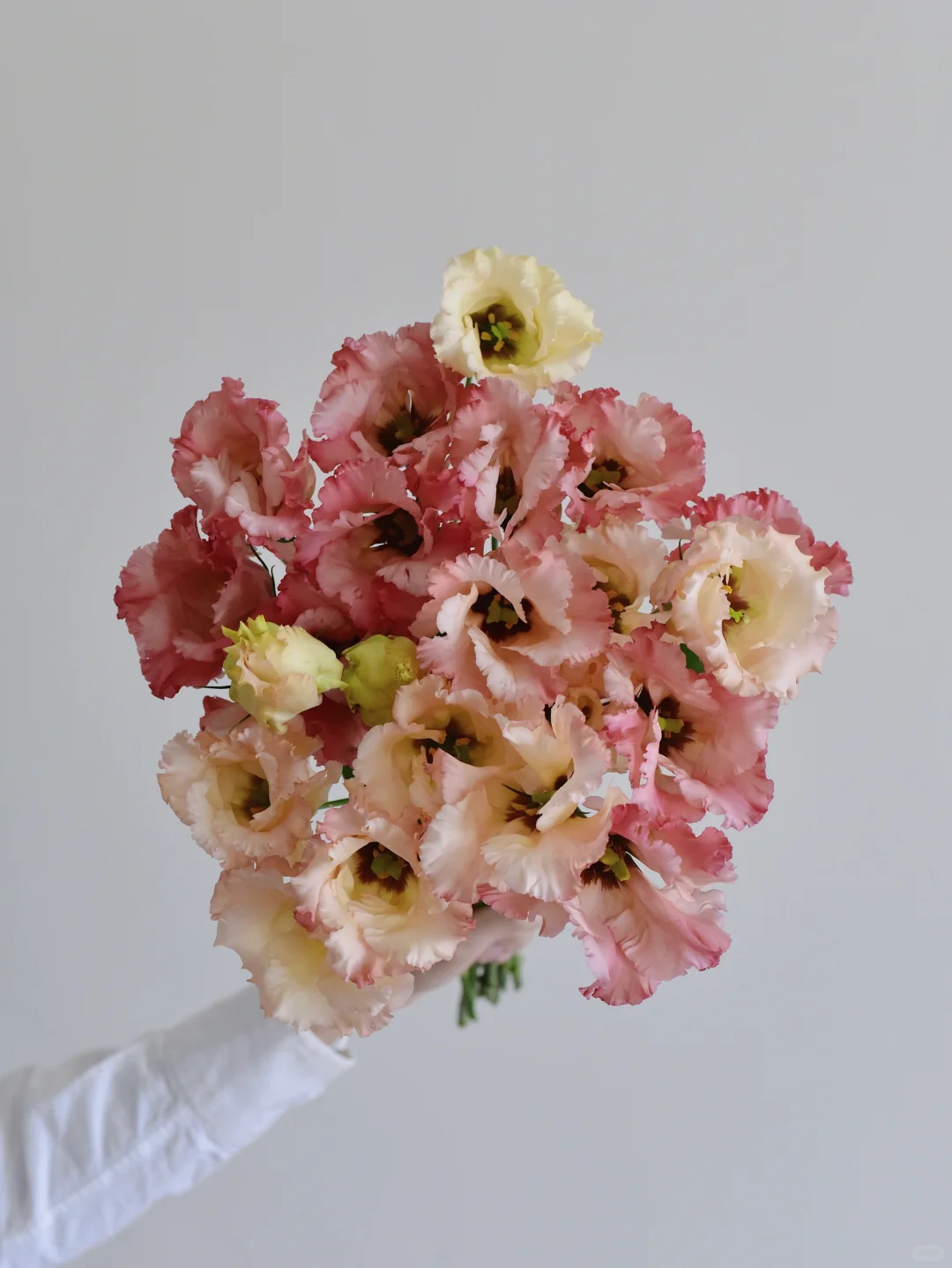 洋桔梗·破烂绯红