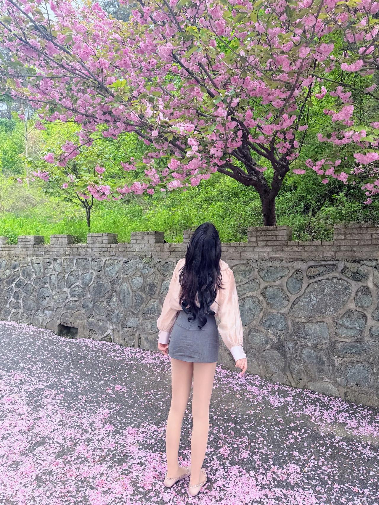 在温暖的春风里看一场浪漫樱花吧。