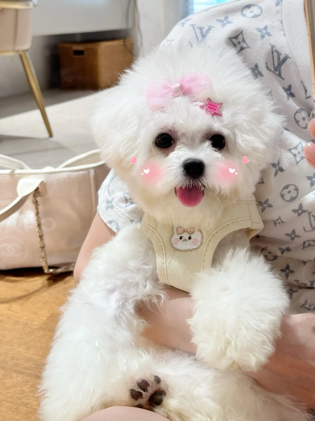 可可爱爱的小比熊